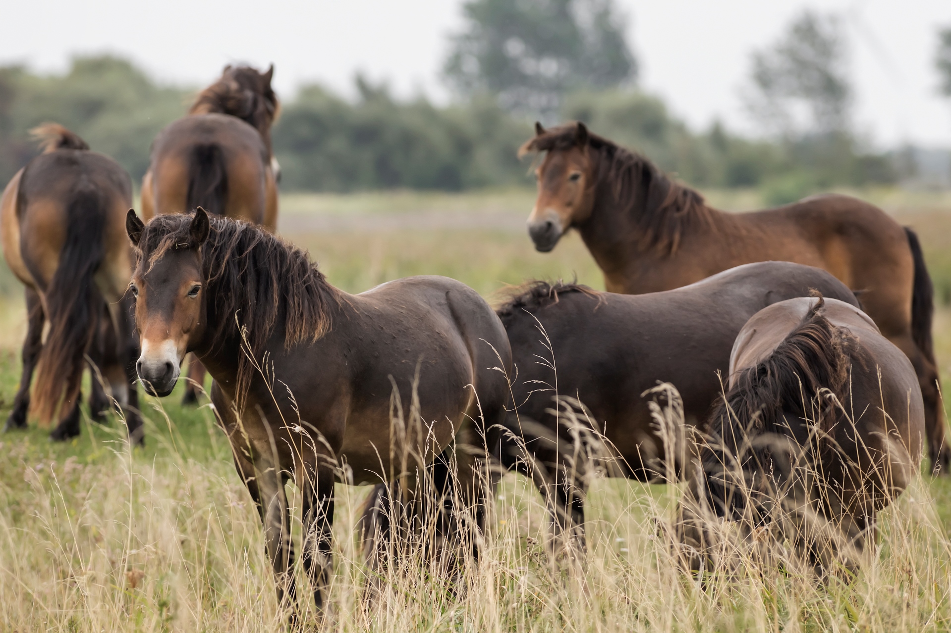 The Exmoor Ponies of Sydlangeland - The Danish Nature Agency